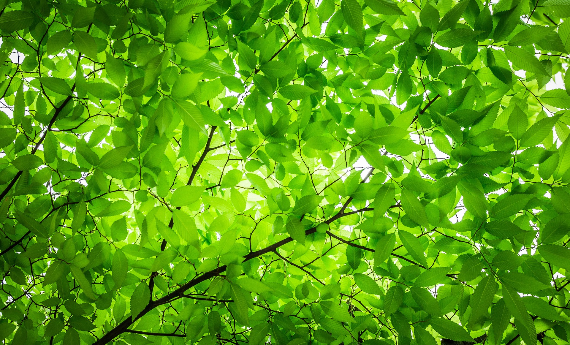 Green leaves on a tree